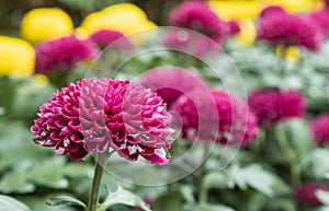 Purple or Violet Dahlia Flower in Garden on Left Frame