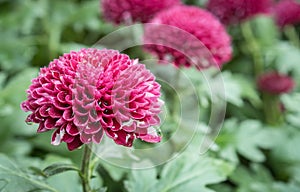 Purple or Violet Dahlia Flower in Garden on Left Frame in Close Up View