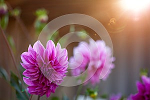 Purple or Violet Dahlia Flower in Garden with Natural sunlight.