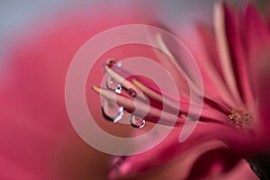 Purple and violet daisy flower petals with water drop refraction macro abstract blurred background.