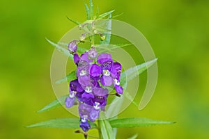 Purple violet flower of Angelonia with blurred green background