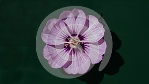 Purple violet flower stamens shadows on dark green background