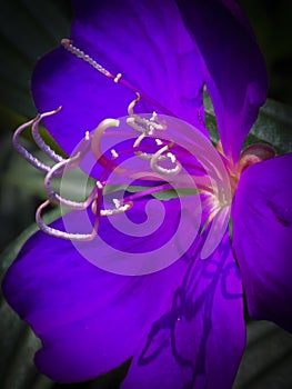Purple Violet Flower with Stamens and Shadows