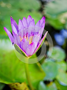 Purple violet flower water lily Nymphaea nouchali var. caerulea ,Egyptian lotus plants,Nymphaeaceae