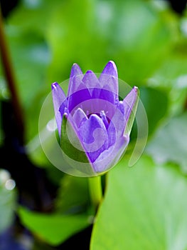 Purple violet flower water lily Nymphaea nouchali var. caerulea ,Egyptian lotus plants ,Nymphaeaceae ,macro image ,tropical aquati