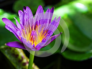 Purple violet flower water lily Nymphaea nouchali var. caerulea ,Egyptian lotus plants ,Nymphaeaceae