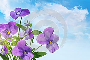 Purple violet flowers against a blue sky