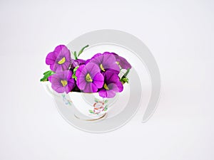 Purple violet flowers in antique cup of tea isolated on white background Calibrachoa petunia Million bells ,Trailing petunia ,Supe