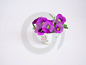 Purple violet flowers in antique cup of tea isolated on white background Calibrachoa petunia Million bells ,Trailing petunia ,Supe