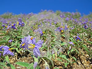 Purple violet flowers upon the blue sky. Natural beauty.
