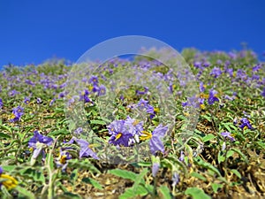 Purple violet flowers upon the blue sky. Natural beauty.