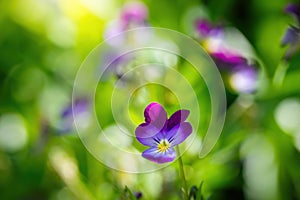 Purple violet flowers close-up