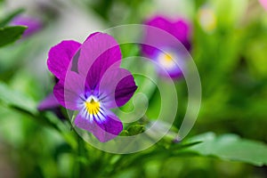 Purple violet flowers close-up