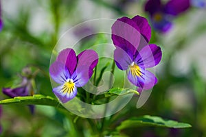 Purple violet flowers close-up