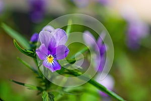 Purple violet flowers close-up