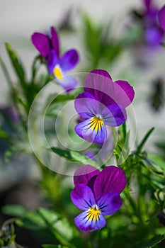 Purple violet flowers close-up