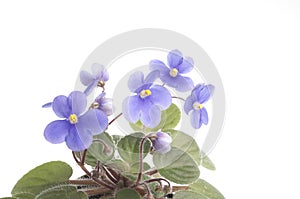 Purple violet flowers over white background