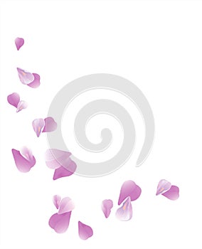 Purple Violet flying petals isolated on White background. Sakura Roses petals. Vector EPS 10 cmyk