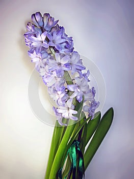 Purple violet hyacinth flower nature macro photo