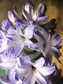 Purple violet hyacinth flower nature macro photo