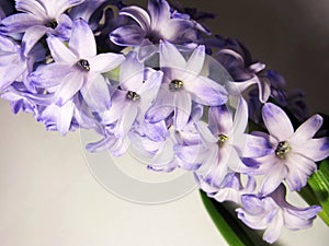 Purple violet hyacinth flower nature macro photo