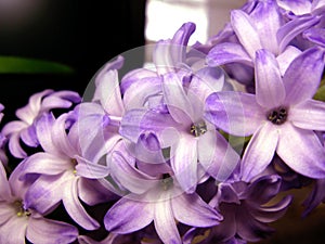 Purple violet hyacinth flower nature macro photo