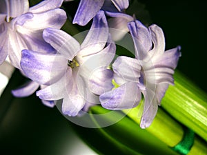 Purple violet hyacinth flower nature macro photo