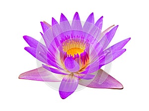 Purple violet lotus flower or water lily isolated on white background
