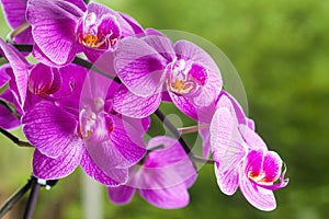 Purple Violet orchids in tropical garden