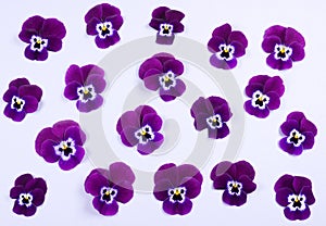 Purple Violet Pansies, flowerbed with pansy spring flowers at violet background.