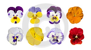 Purple Violet Pansies, Tricolor Viola Close up, Flowerbed with Viola Flowers, Heartsease, Johnny Jump