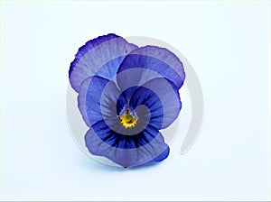 Purple violet Pansy flower isolated on white background, sweet color