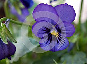 Purple violet pansy , Viola tricolor , wild pansies flower in garden with soft focus