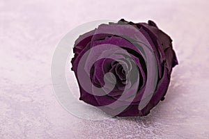 Purple, violet rose flower luxury card
