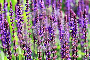 Purple violet Salvia flowers