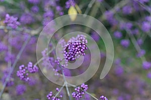 Purple and violet shiny drupes berries or fruits of Japanese beautyberry Callicarpa japonica called Murasakishikibu in Japan