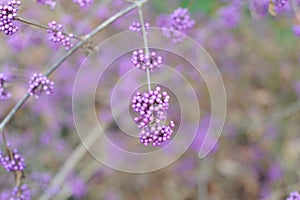 Purple and violet shiny drupes berries or fruits of Japanese beautyberry Callicarpa japonica called Murasakishikibu in Japan