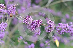 Purple and violet shiny drupes berries or fruits of Japanese beautyberry Callicarpa japonica called Murasakishikibu in Japan