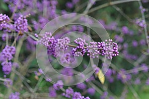 Purple and violet shiny drupes berries or fruits of Japanese beautyberry Callicarpa japonica called Murasakishikibu in Japan