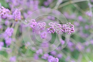 Purple and violet shiny drupes berries or fruits of Japanese beautyberry Callicarpa japonica called Murasakishikibu in Japan