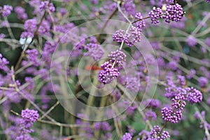 Purple and violet shiny drupes berries or fruits of Japanese beautyberry Callicarpa japonica called Murasakishikibu in Japan