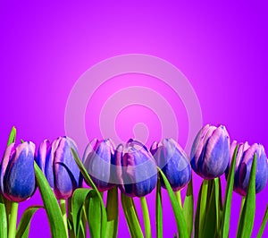 Purple violet tulips flower composition spring holiday greeting card