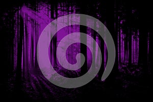 Purple, Violet Woods, Forest Background