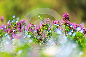 Purple violets wildflowers and green grass. Field of flowers and grass