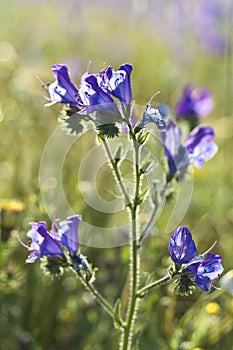 Purple Viper's Bugloss