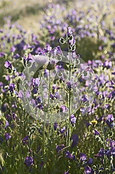 Purple Viper's Bugloss