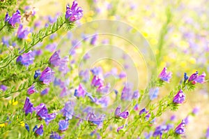 Purple Viper's Bugloss on the blurred background