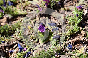 Purple vipers bugloss, Echium plantagineum