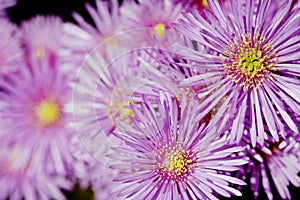Purple Vygie (Erepsia anceps) photo