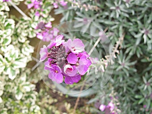 The Purple wallflower Erysimum